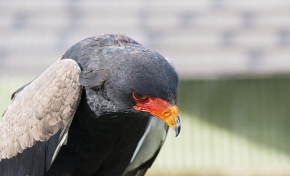 closeup of the bataleur bird