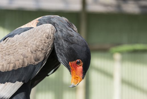 closeup of the bataleur bird