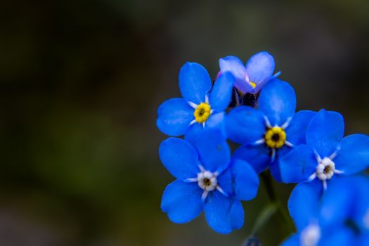 a forget me not flower