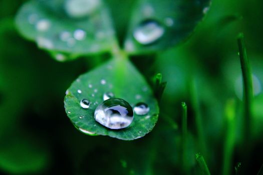 a water drop on a leaf