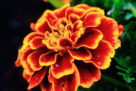 a golden red flower in macro