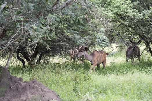 nyala in south africa in safari nature park
