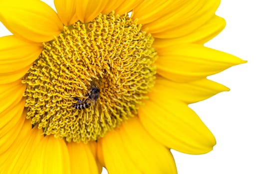 Close Up of Sunflower with bee isolate on white background