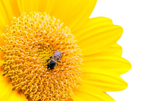 Close Up of Sunflower with bee isolate on white