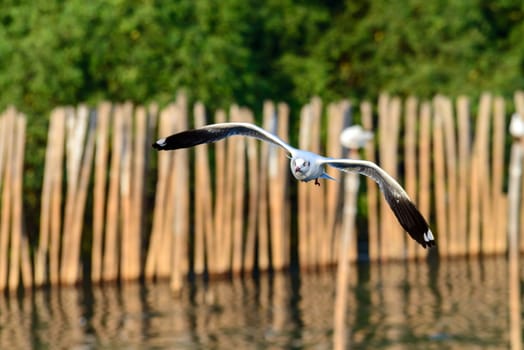 flying seagulls in action at Bangpoo Thailand