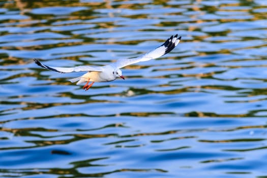 flying seagulls in action at Bangpoo Thailand