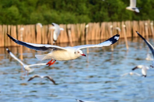 flying seagulls in action at Bangpoo Thailand