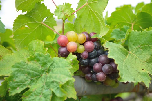Grapes on the Vine 