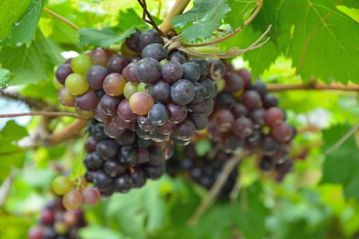 Grapes on the Vine