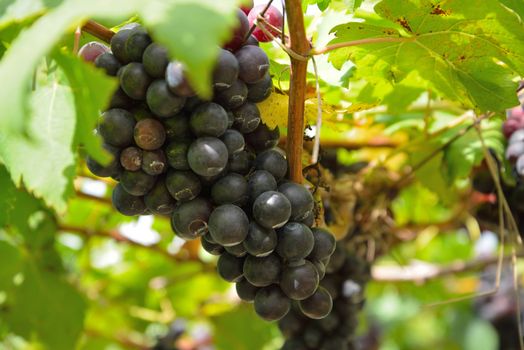 Grapes on the Vine