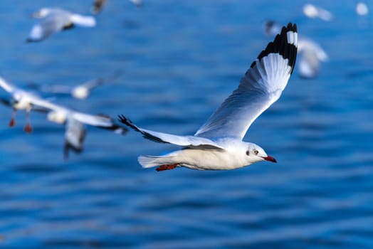 flying seagull in action