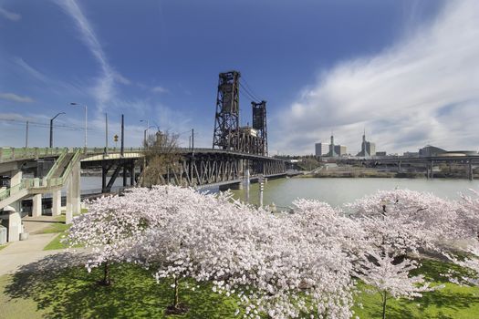 Cherry Blossom Trees at Portland Oregon Downtown Waterfront with Steel Bridge During Spring Season