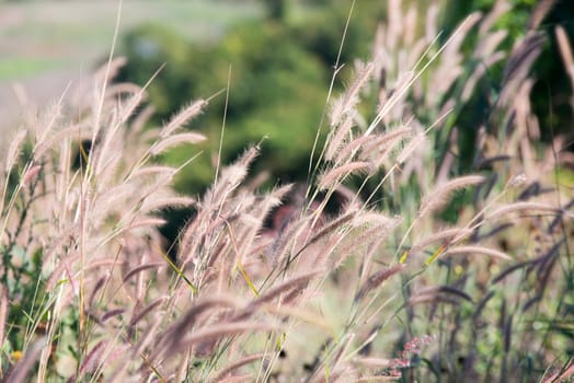 The flower of grass in evening time