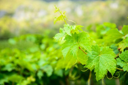 Bunch of green grapes leaves.