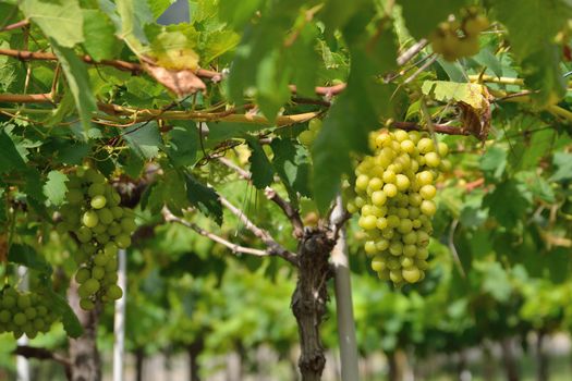 Grapes on the Vine