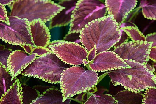 floral background of Coleus (Painted Nettle) 
