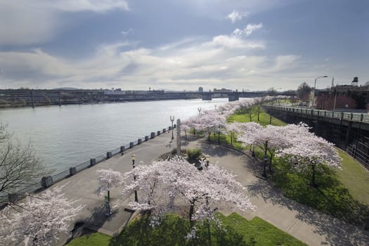 Cherry Blossom Trees at Portland Oregon Downtown Waterfront Along Willamette River During Spring Season