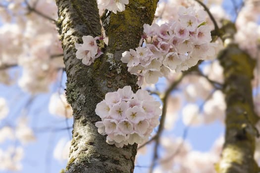 Cherry Blossoms Sakura Tree Flowers Blooming on Tree Trunk Closeup