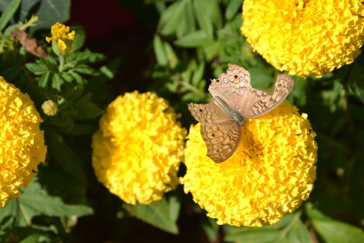 beautiful butterfly sitting in the Marigold flower 