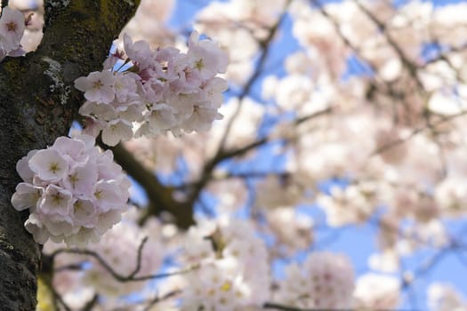 Cherry Blossoms Sakura Tree Flowers Blooming on SIde of Tree Trunk Closeup