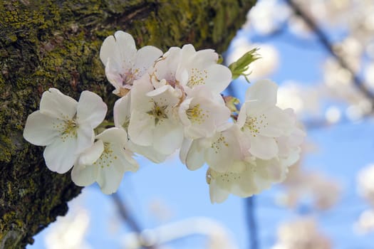 Cherry Blossoms Sakura Tree Flowers Blooming on Side of Tree Trunk Macro