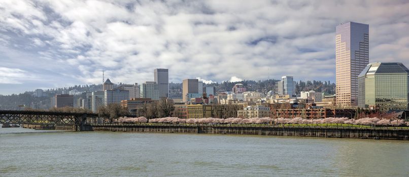 Cherry Blossom Trees Blooming in Spring Season Along Portland Oregon Downtown Waterfront with City Skyline Panorama