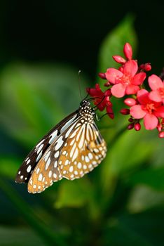 beautiful butterfly sitting in the flower