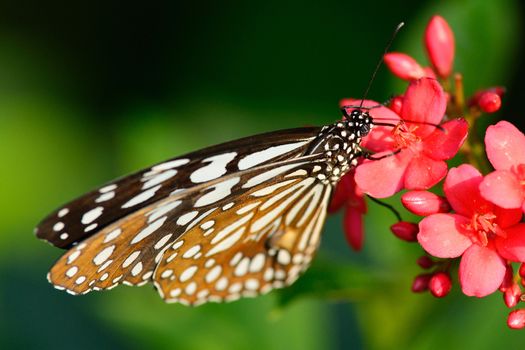 beautiful butterfly sitting in the flower
