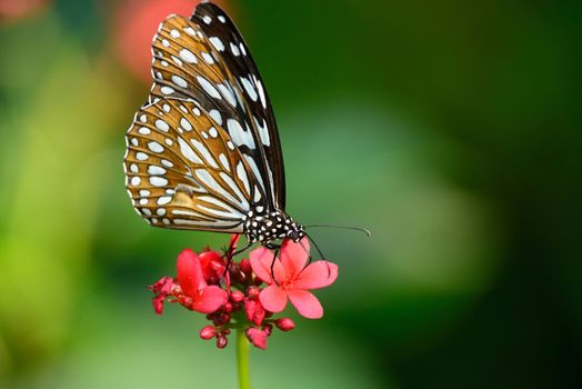 beautiful butterfly sitting in the flower