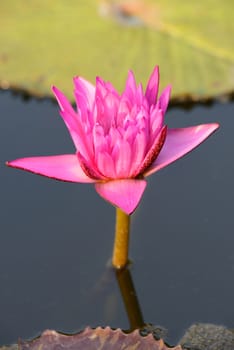 Close-up of colorful pink water lily