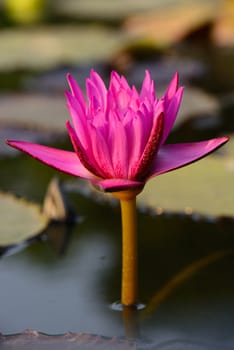 Close-up of colorful pink water lily