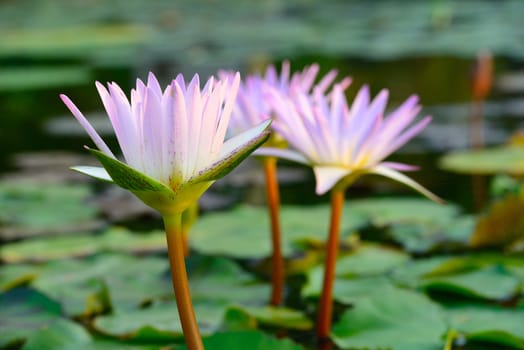 Close-up of colorful pink water lily