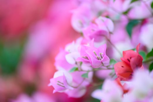 Bougainvillea blooms in the garden, soft focus