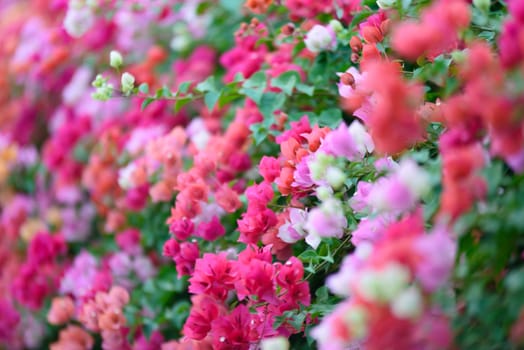 Bougainvillea blooms in the garden, soft focus