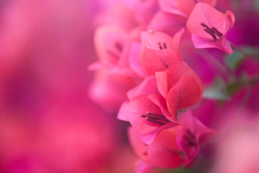 Pink bougainvillea blooms in the garden, soft focus
