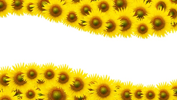 Many sunflower on white space background