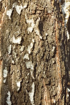 Bark detail of old birch tree in the sunlight
