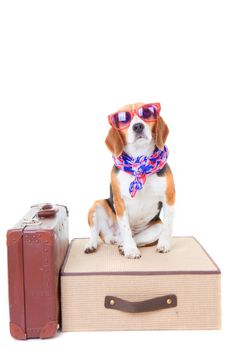 beagle dog with suit cases as concept for travel on summer holiday or vacation