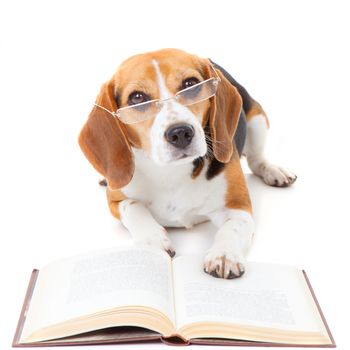 beagle dog wearing glasses reading book