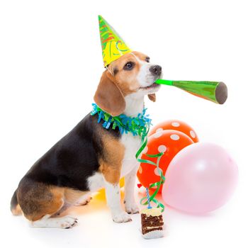 dog party animal celebrating birthday or anniversary