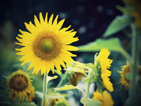 Vintage Sunflower closeup