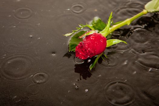 rose in puddle in road as concept for death and lost love