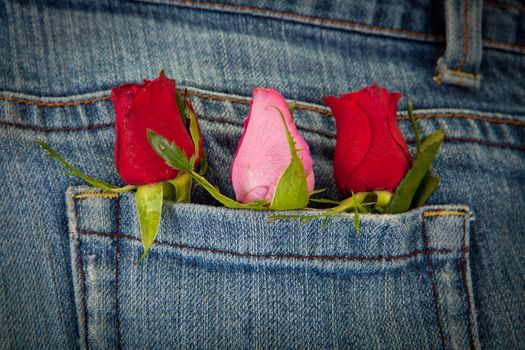 roses in pocket for valentines day concept