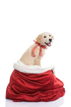pet dog gift for christmas holiday