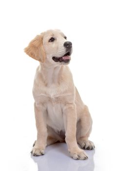 healthy golden labrador puppy or young pup