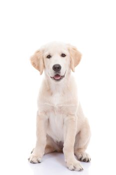 Golden labrador retriever puppy