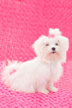 purebred dogs, maltese pedigree dog