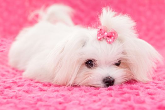 pedigree purebred cute maltese dog