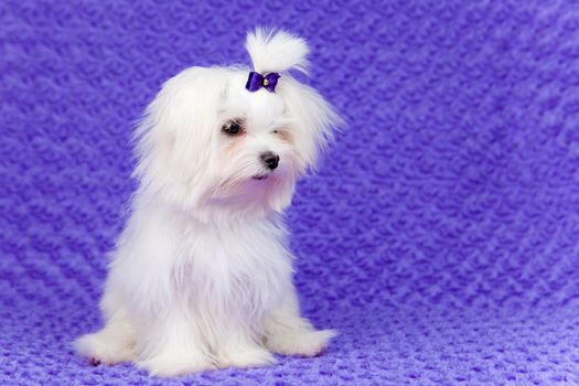 little pet maltese dog sitting