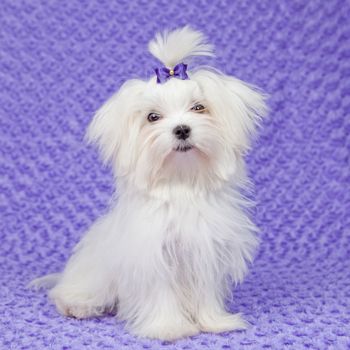 maltese dog with bow ,pet care